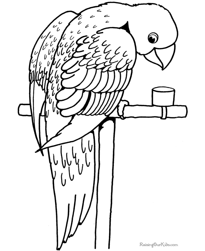 Free printable Parrot coloring page