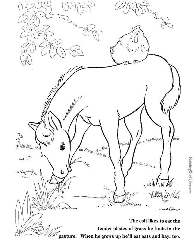 Horse coloring picture - Farm animals