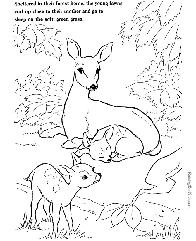 Farm animal coloring page - Deer pictures to color