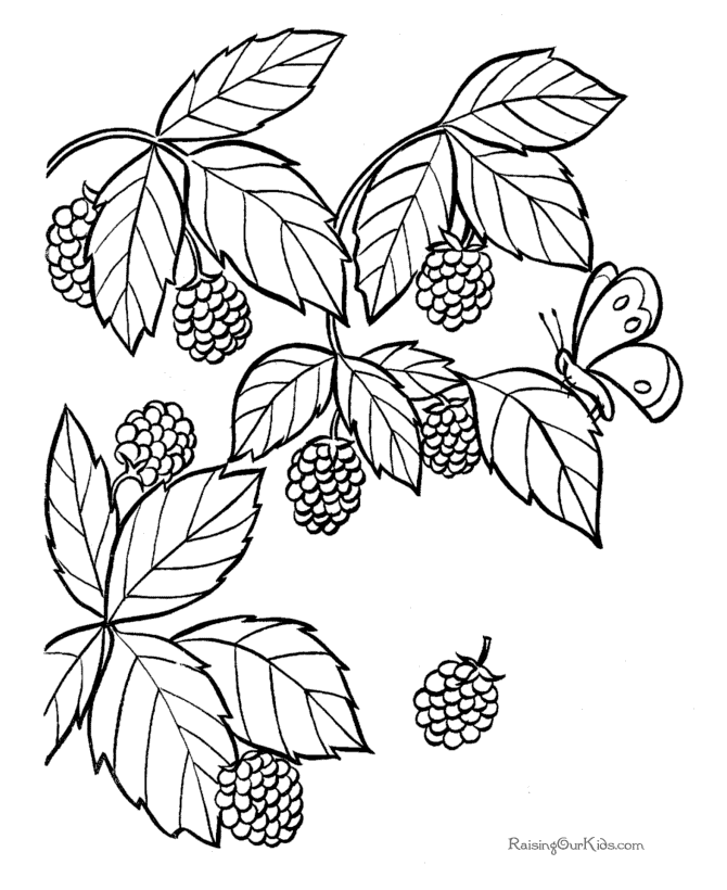 Blackberry coloring page to print and color