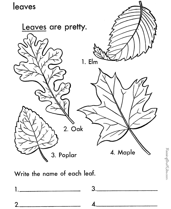 types of trees Colouring Pages