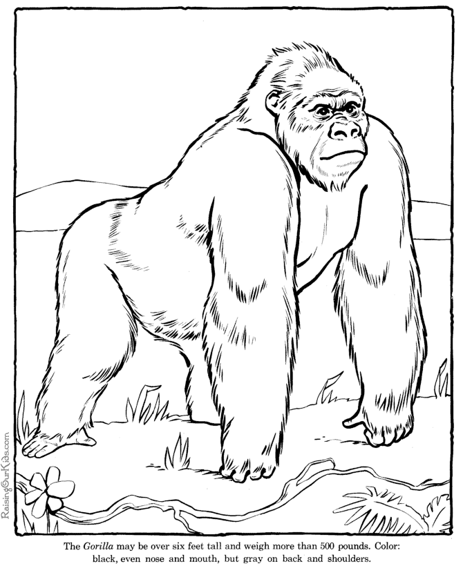 Gorilla coloring pages - Zoo animals
