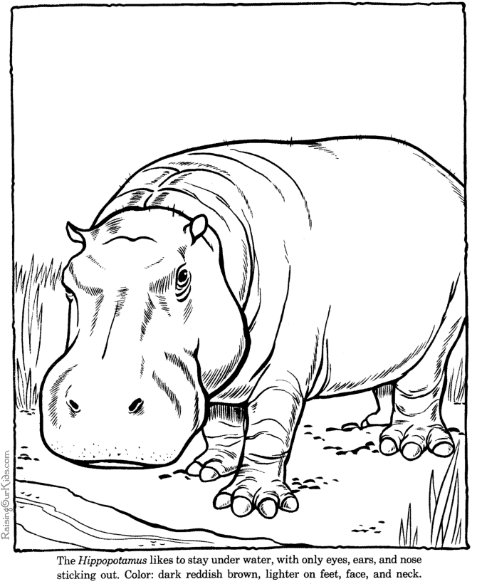 Hippopotamus hippo coloring page - Zoo animals