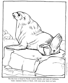 zoo animals - sea lion coloring pages