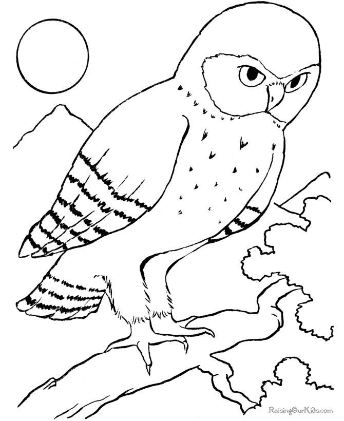 Free printable bird coloring picture of owl
