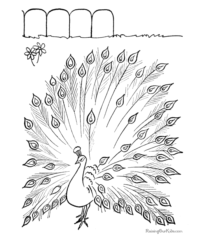 Free printable peacock coloring page