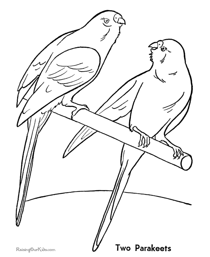 Parakeet coloring page