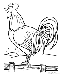 Bird coloring sheets - Rooster