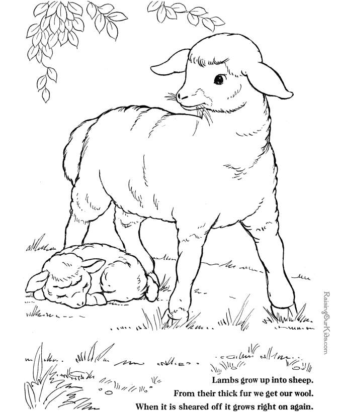 Farm Animal coloring page - Sheep to print and color