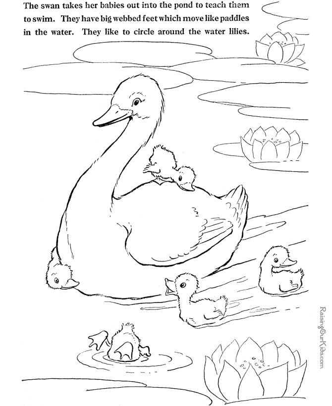 Swan coloring page to print and color