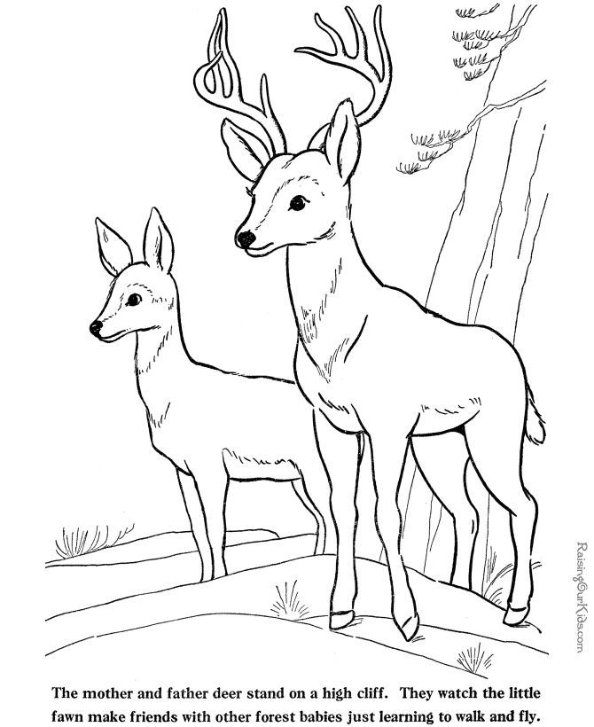 Deer and fawn coloring pages to print and color