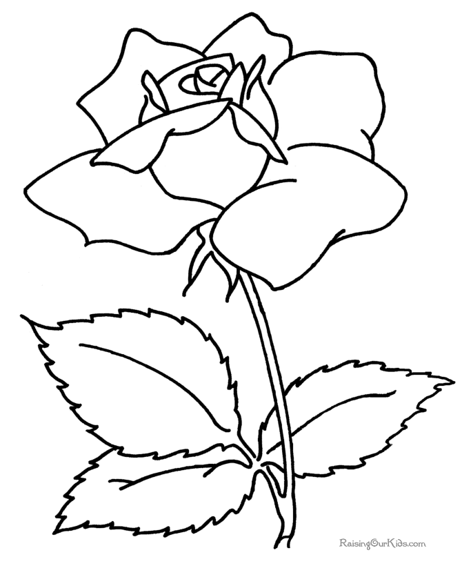 Flower coloring book page of a rose