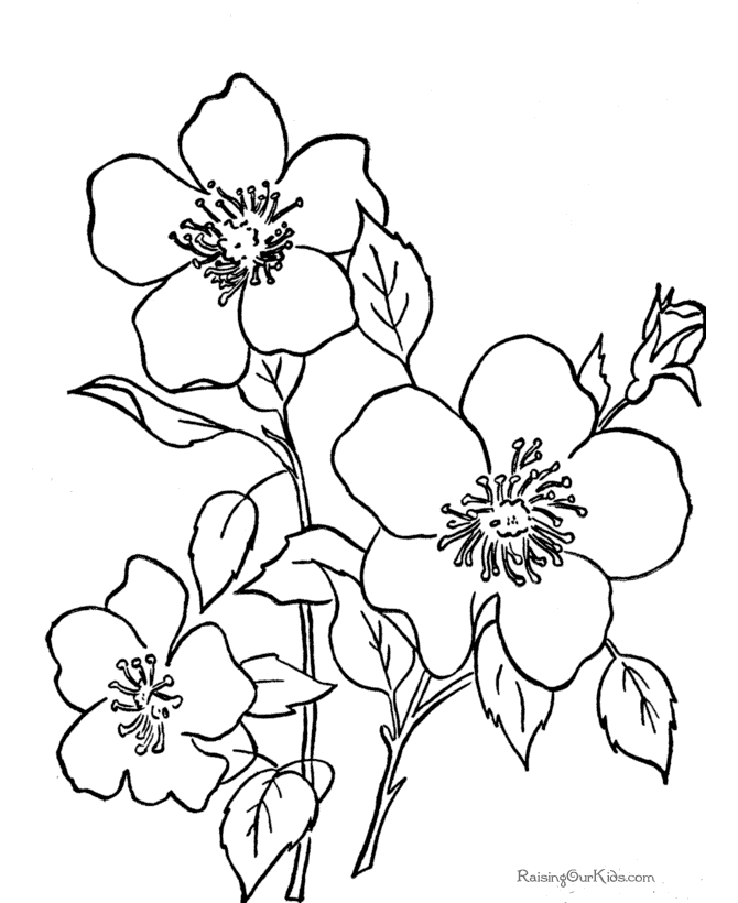 flower-colouring-pages-free-printable-free-printable-templates