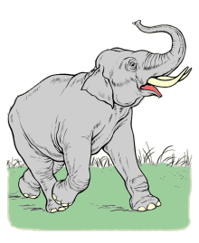 Animal coloring pages - Zoo