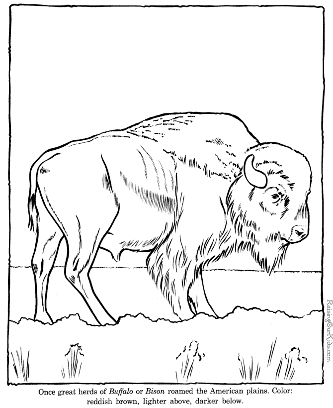 Buffalo coloring page sheet - Zoo animals