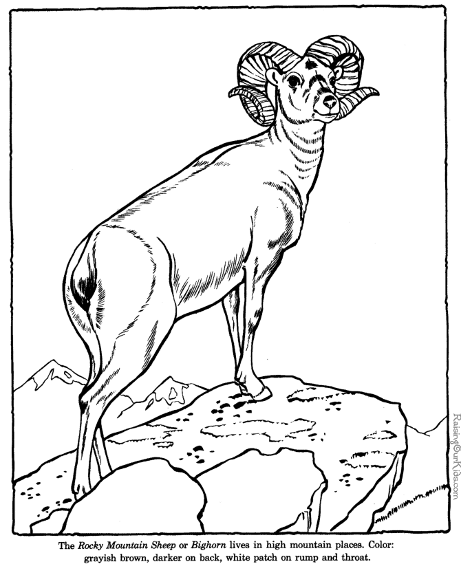 Big Horn sheep coloring pages