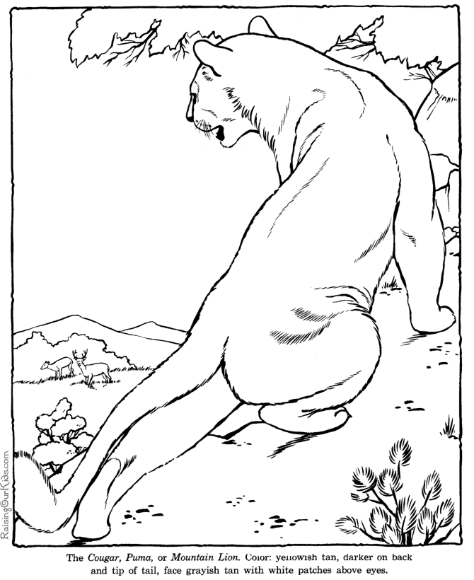 Cougar, Puma, Mountain Lion coloring pages - Zoo animals