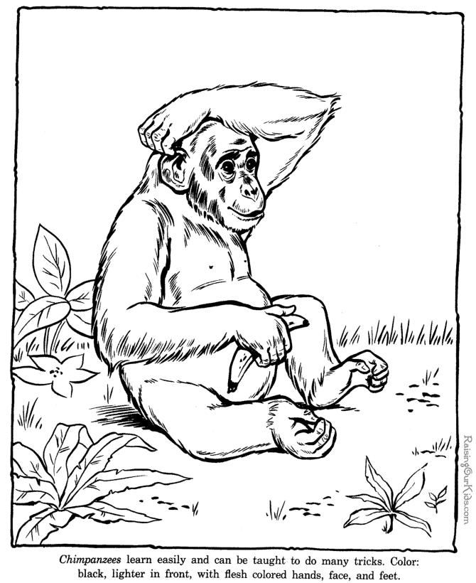 Chimp coloring page - Chimpanzee coloring pages