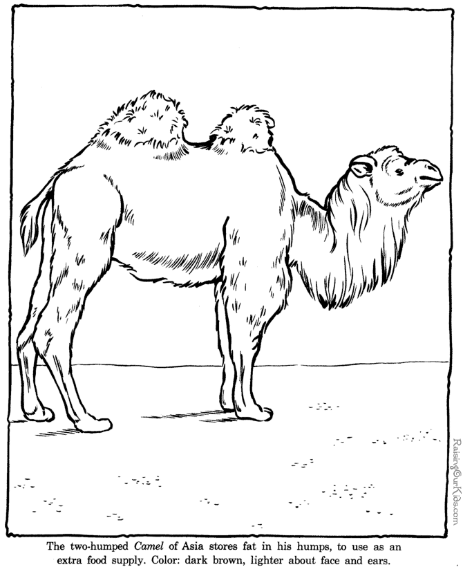 Camel coloring page sheet - Zoo animals