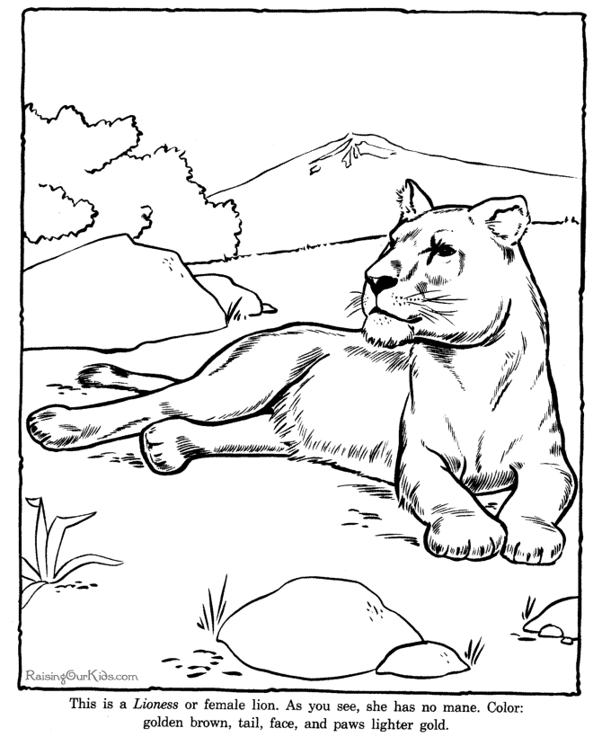 Lioness coloring page to print - Zoo animals