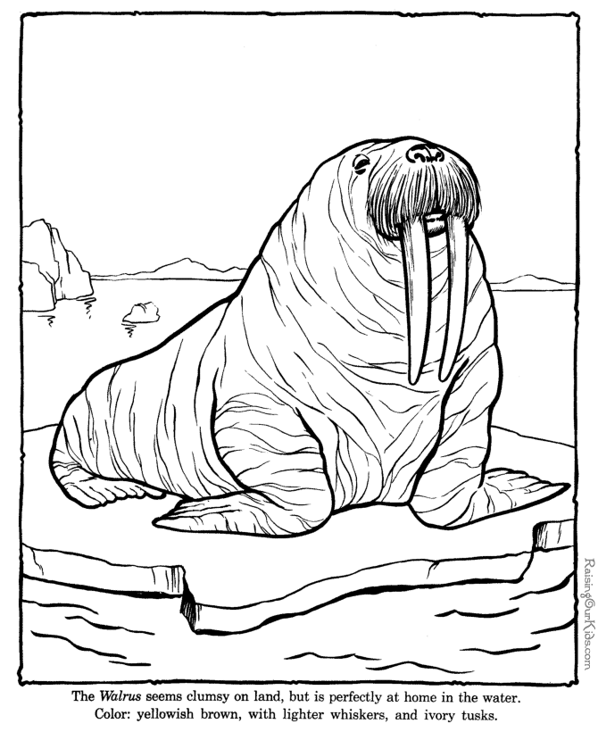 Walrus page to color - Zoo animals