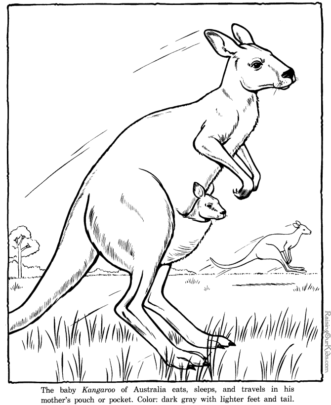 Kangaroo page to color - Zoo animals