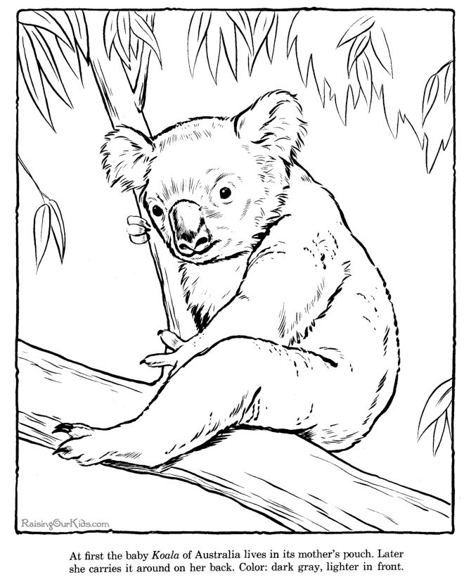 Koala page to color - Zoo animals
