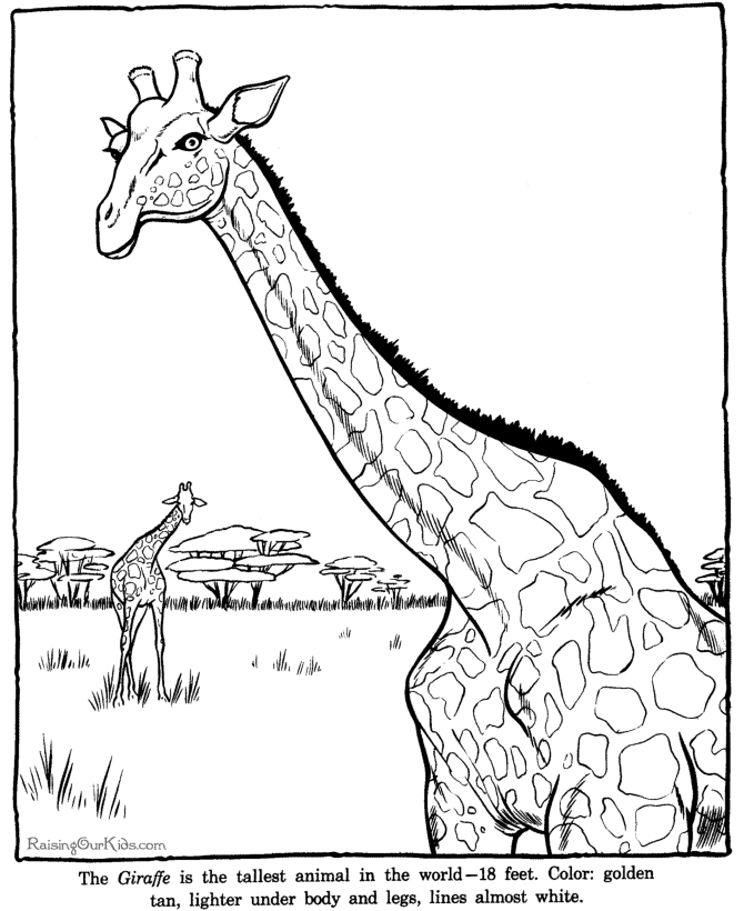 Giraffe coloring page sheet - Zoo animals
