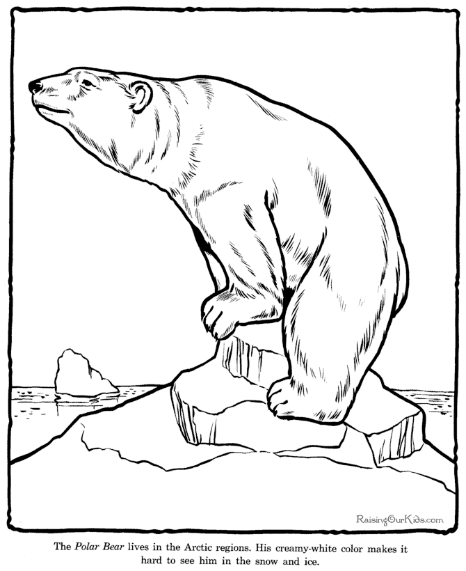 Polar Bear coloring page - Zoo animals