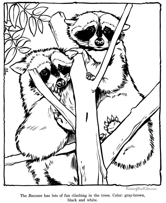 Racoon coloring page - Zoo animals