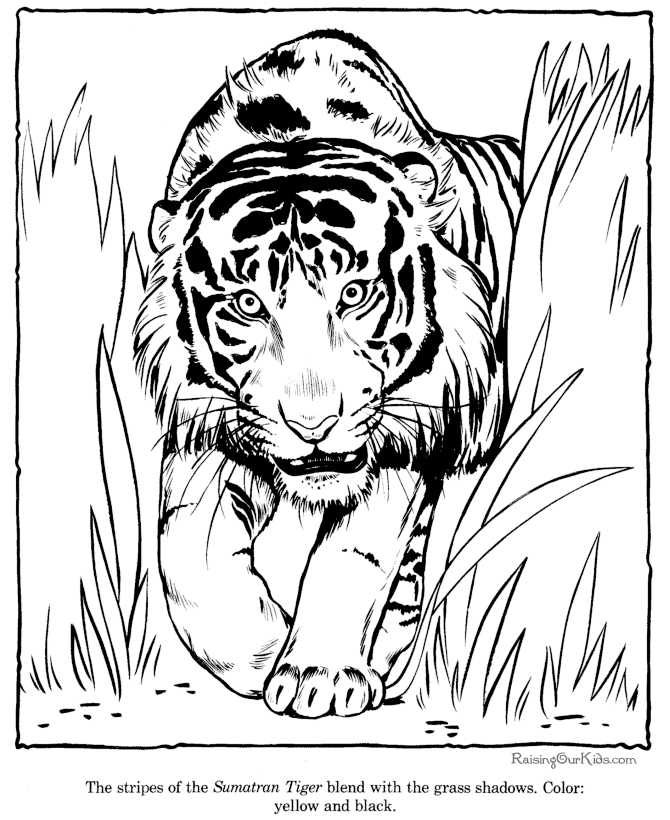 Tiger coloring page - Zoo animals
