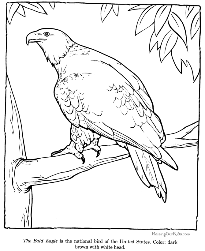 Bald Eagle coloring page - Zoo animals