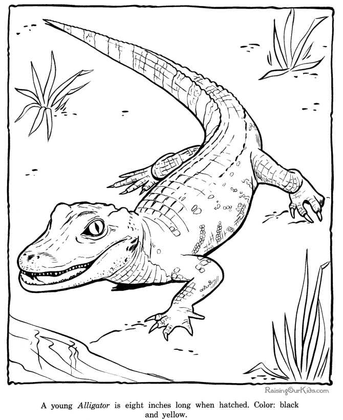 Alligator coloring page sheet - Zoo animals