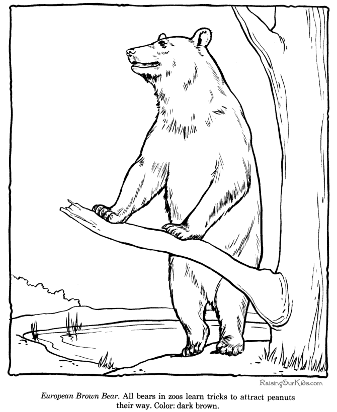 Brown Bear coloring page - Zoo animals