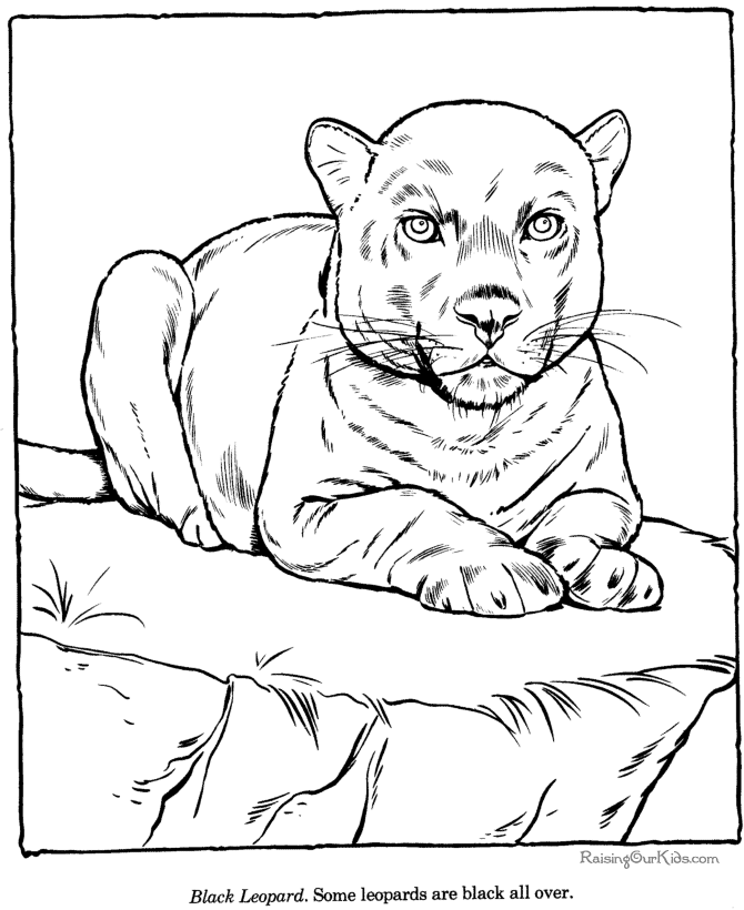 Leopard coloring page - Zoo animals