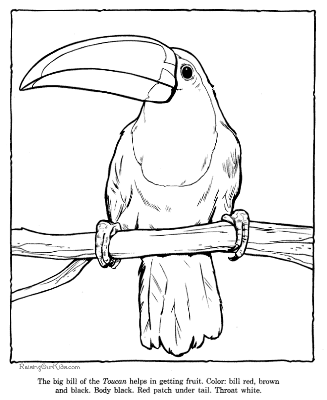 Toucan coloring page - Zoo animals