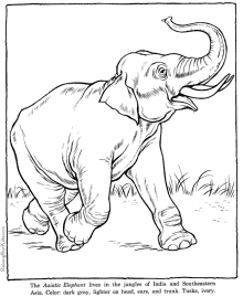 zoo animals - elephant coloring pages