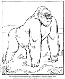 zoo animals - gorilla coloring pages