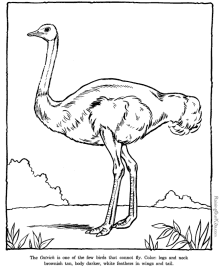 zoo animals - ostrich coloring pages