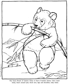 zoo animals - panda coloring pages