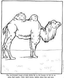 zoo animals - camel coloring pages