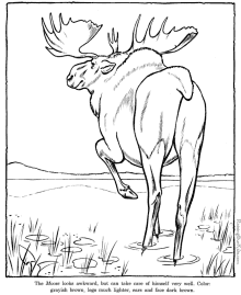 zoo animals - moose coloring pages