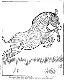 zoo animals - zebra coloring pages