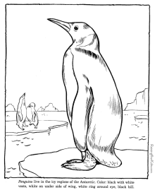 zoo animals - penquin coloring pages