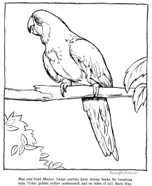 macaw coloring picture sheet