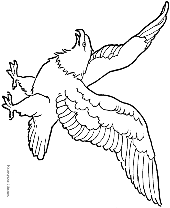 Soaring eagle drawing and coloring page