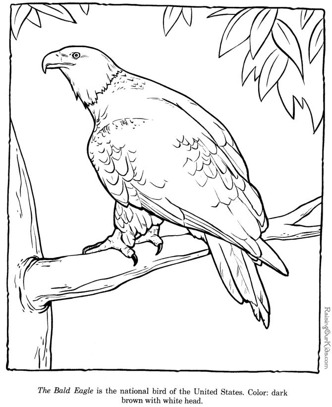 Bald Eagle drawings and coloring pages