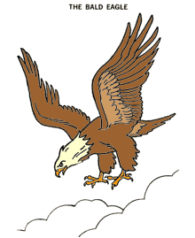 Bald eagle coloring pages and drawings
