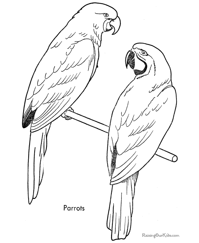 printable bird coloring page of two parrots
