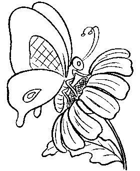 Coloring pages of butterfly